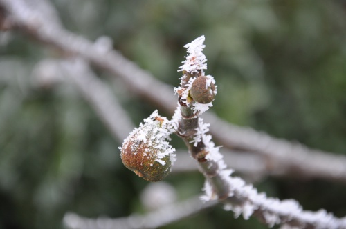dsc_0249 dsc_0249