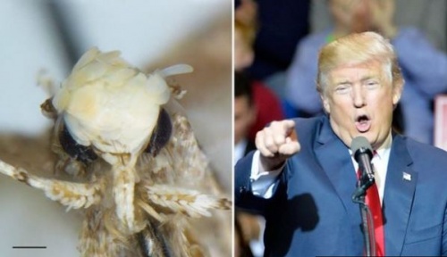 trump trump