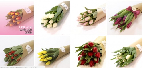tulipancsokrok tulipancsokrok
