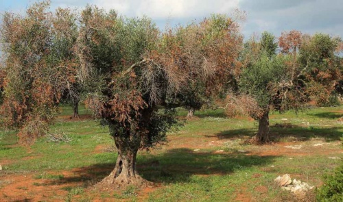 olajfa_xylella1