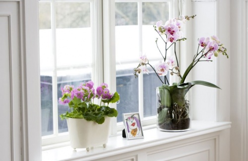 orchidea_tavasz orchidea_tavasz