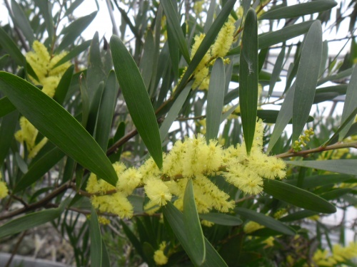 acacia_longifolia2