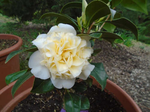 camellia_japonica_jurys_yellow