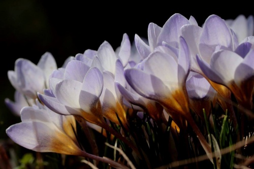 crocus_blifor