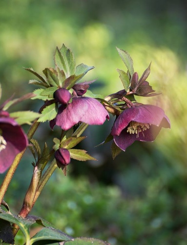 helleborus_pecs