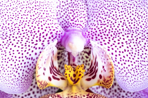 orchidea4