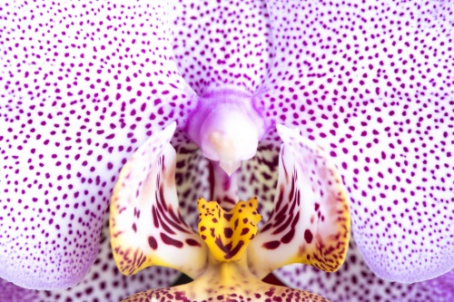 orchidea4