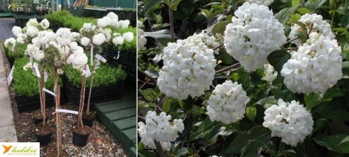 viburnum_escimo