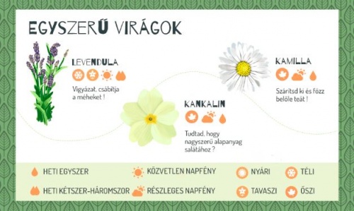 zold_erkely_viragok zold_erkely_viragok