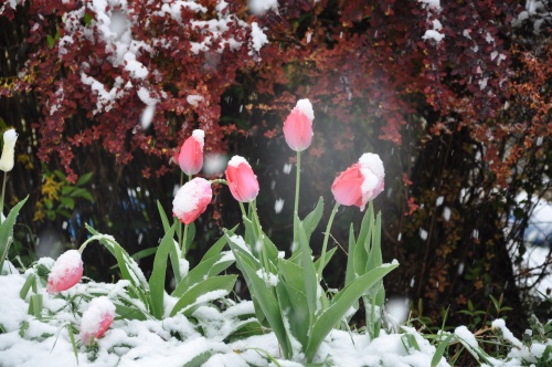 dsc_1064 dsc_1064