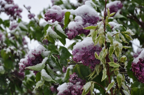 dsc_1067 dsc_1067