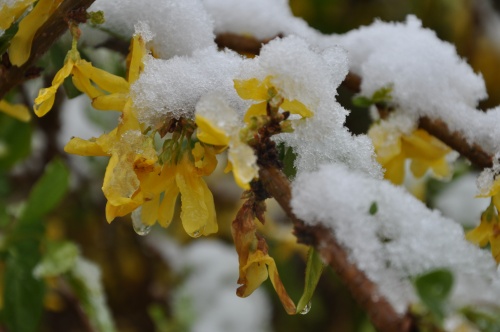 dsc_1071 dsc_1071