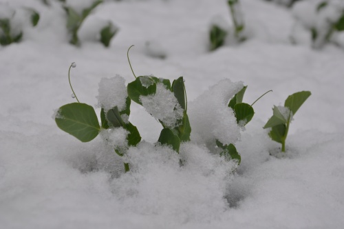 dsc_1076 dsc_1076