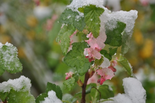 dsc_1087 dsc_1087