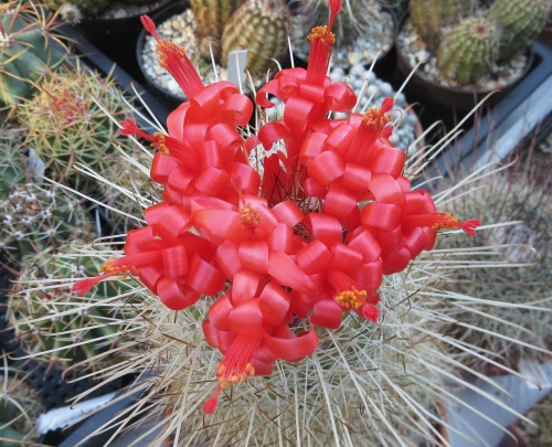 mammillaria_setispina