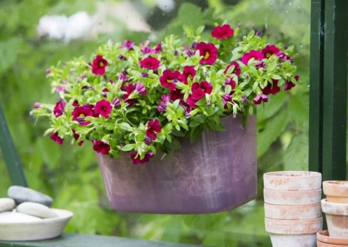 dusviragu_petunia1 dusviragu_petunia1
