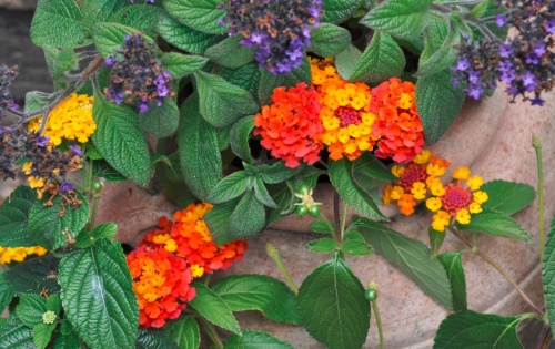 lantana_setanyrozsa lantana_setanyrozsa