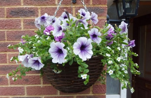 petunia_csungo petunia_csungo