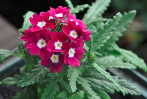 verbena verbena