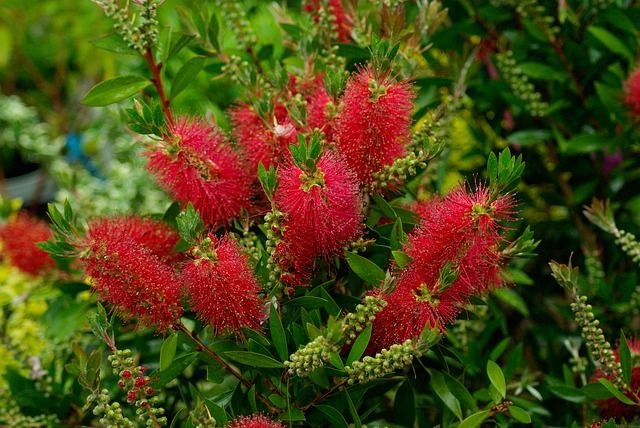 kefevirag_callistemon_02