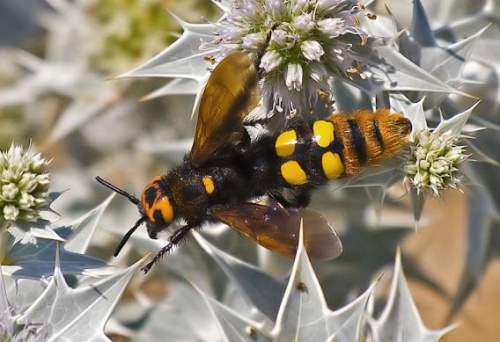 torosdarazs1