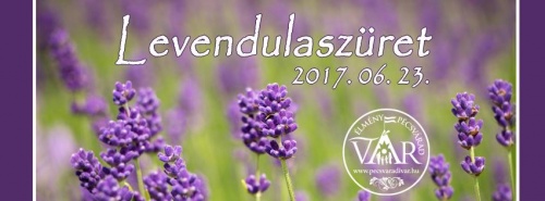 levendulaszüret, levendula, Pécsvárad, levendula szedés