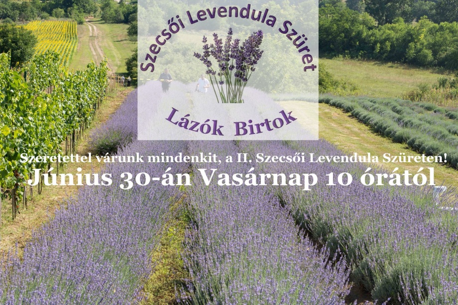 szecsoi_levendula_szuret szecsoi_levendula_szuret