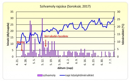 szilvamoly_rajzas_2017