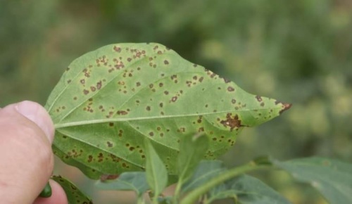 paprikabakterium paprikabakterium