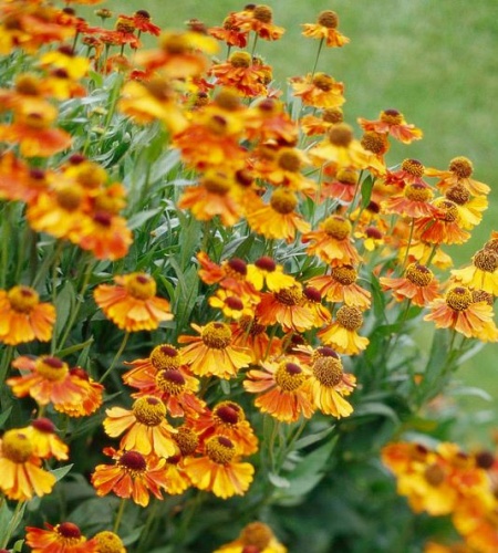 helenium_osz