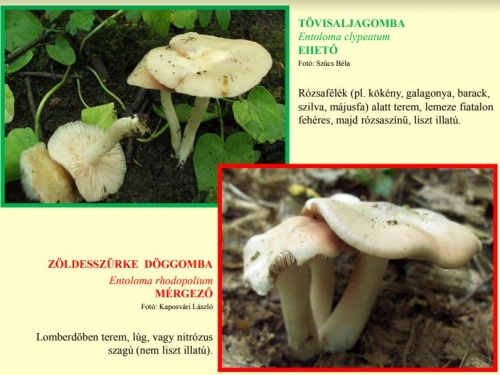 tovisalja_doggomba