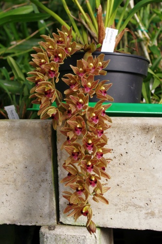 cymbidium_devonianum_1