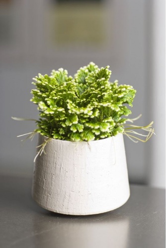 csipkeharaszt_selaginella csipkeharaszt_selaginella