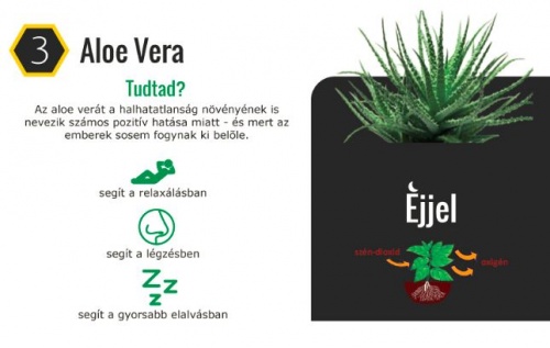 haloszoba_aloe_vera