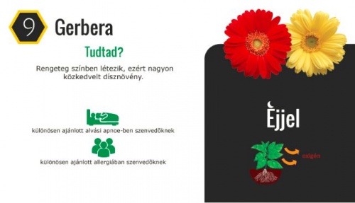 haloszoba_gerbera