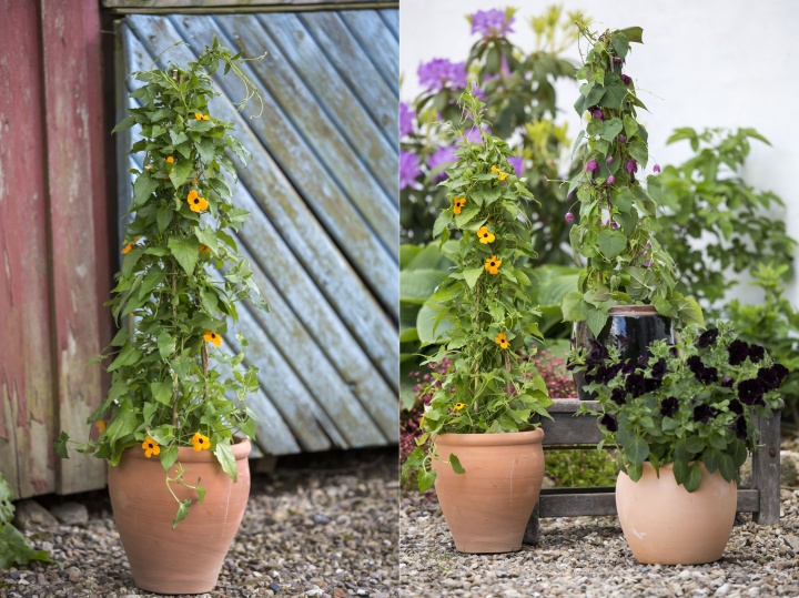 feketeszem_thunbergia