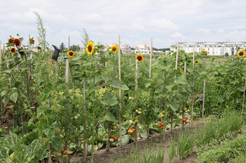 kogazdasg_bcs kogazdasg_bcs