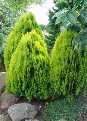 thuja_orientalis