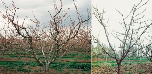 koronaformak3