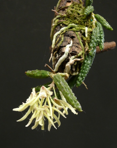 dendr.cucumerinum