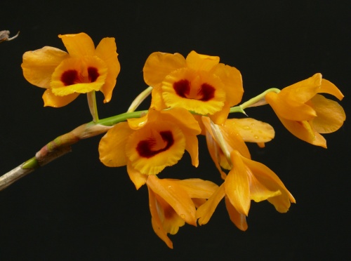 dendrobium_chryseum