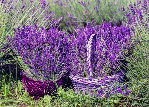 lavender-1478111_1280