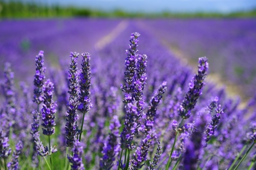 lavender-blossom-1595584_1280