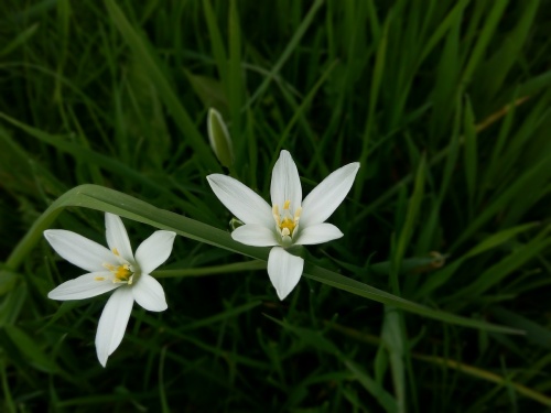 ornithogalum-umbellatum-2970021_1280