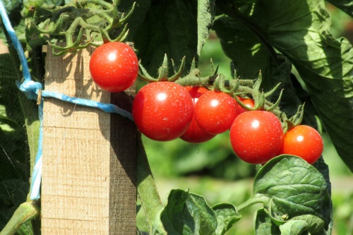 tomatoes-2533053_1920