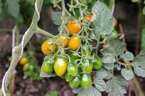 tomatoes-2658340_1920