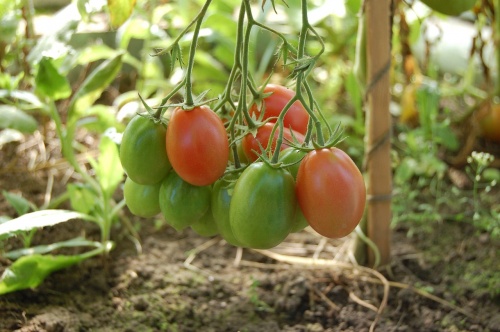 tomatoes-950723_1280