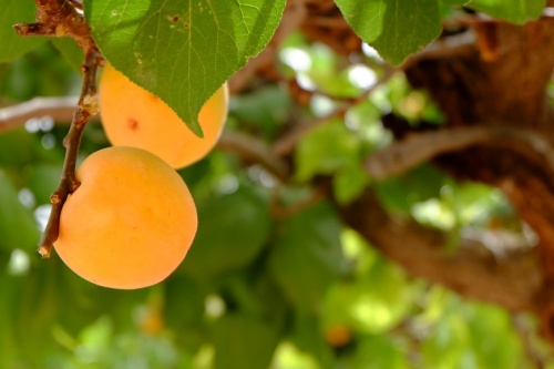 apricot-1477448_1280 apricot-1477448_1280