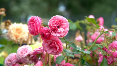 rose-3479507_1280