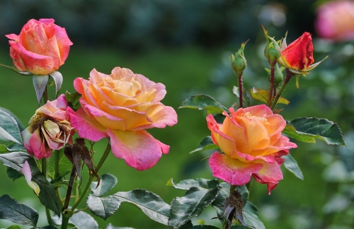 roses-2947934_1280